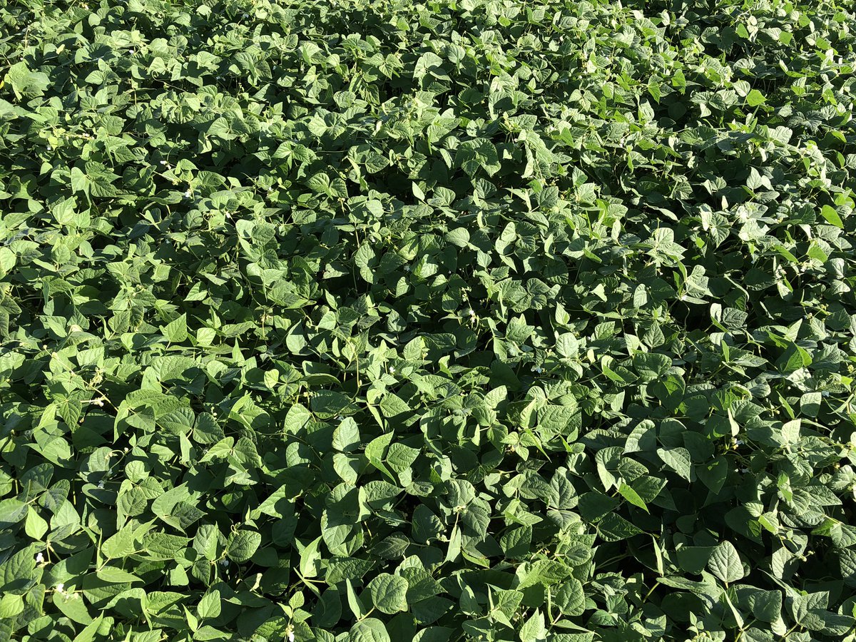 CameronHild's tweet photo. Looking for gold in the huge #pinto #ediblebean #crop20! @MbPulseGrowers https://t.co/0kTc1h4xrs