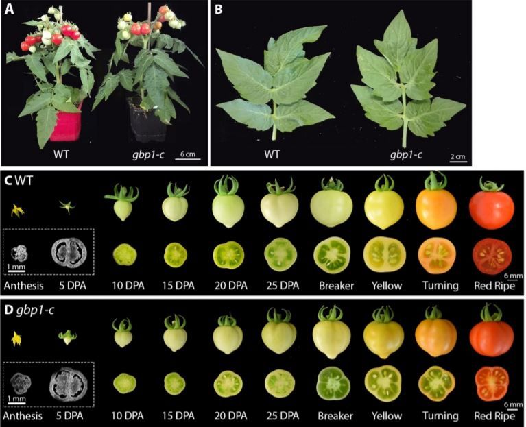 ThePlantCell's tweet image. The Tomato Guanylate-Binding Protein SlGBP1 Enables Fruit Tissue Differentiation by Maintaining Endopolyploid Cells in a Non-proliferative State #FruitDevelopment #Fruit #PlantBiology #PlantSci buff.ly/2Ptj3Dc
