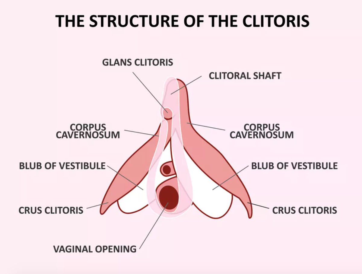 Many think the clitoris is very small and hidden, when actually... 

 #pleasure #sexpositive #sexuality #sexualhealth #vagina