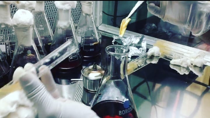 vanashrubs's tweet photo. Transferring pure culture in liquid media.. 
Expert hands at work! 
#GrowMushroom #mushroomlove #mushrooms #healthyfood #MushroomCulture https://t.co/kZkRAEWBgZ