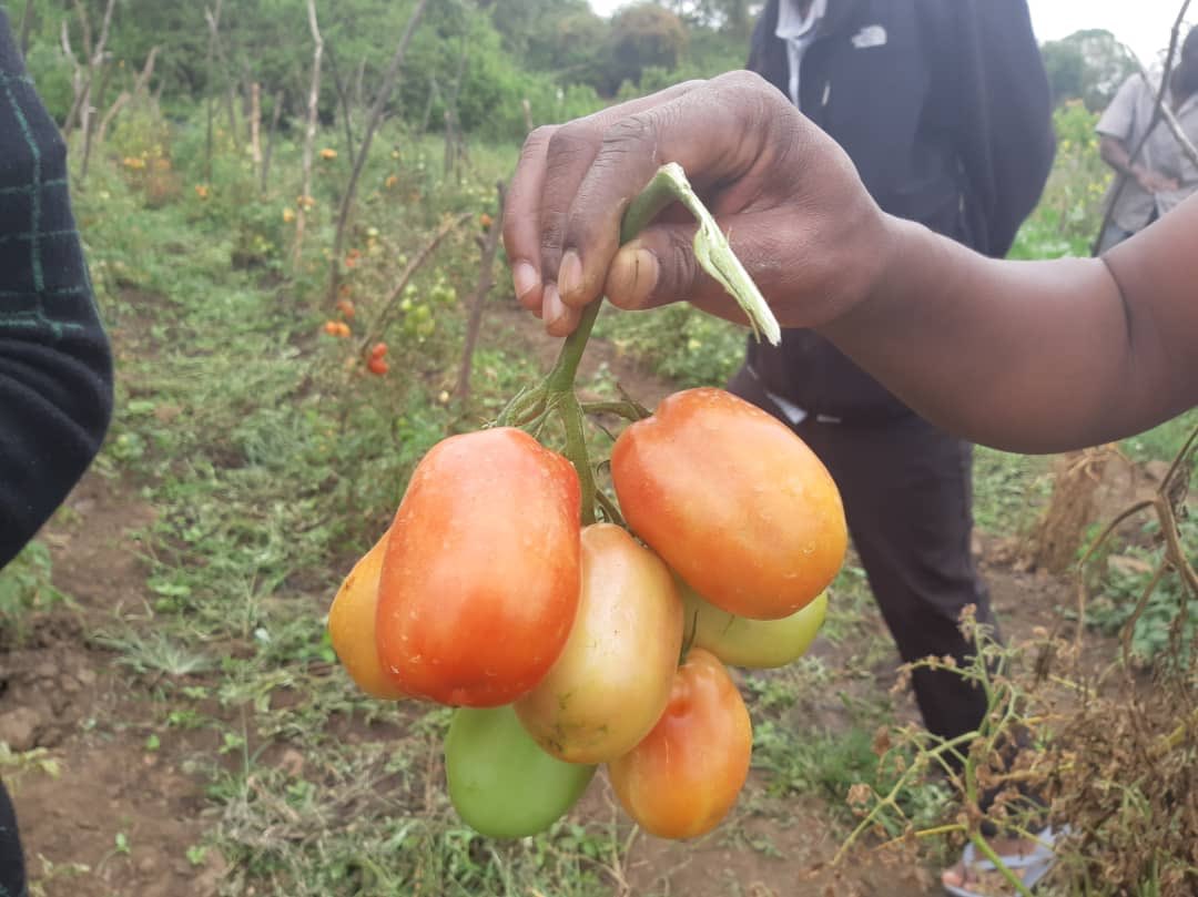 One of our Tanzanian farmer's field held a demonstration for two of our hybrid determinate tomato varieties, Vilani and Morogoro. Vilani is a very high yielding Roma type with an extensive disease package. Morogoro is our Tengeru hybrid with full disease package for East-Africa.