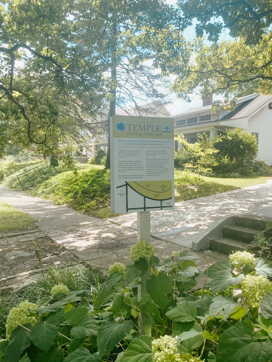 WhatSammiSays's tweet photo. I love the Chinquapin Oak aka “Springdale’s Big Tree,” therefore I’m nominating it for #IndyTOTY @IndyTreeOfYear https://t.co/ZUlKklFgv0
