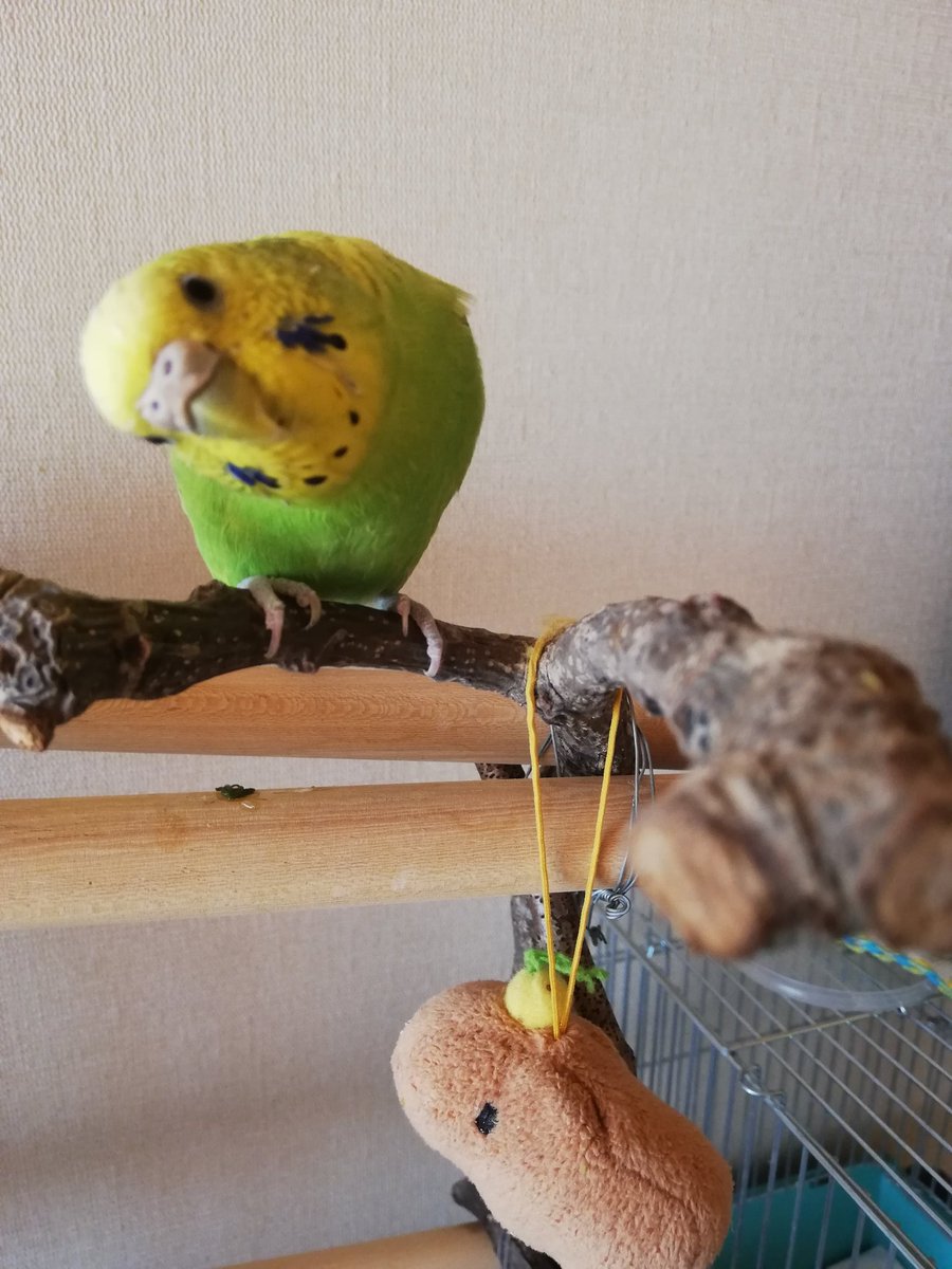 🐣なちは友達🤝🌼
#セキセイインコのなち