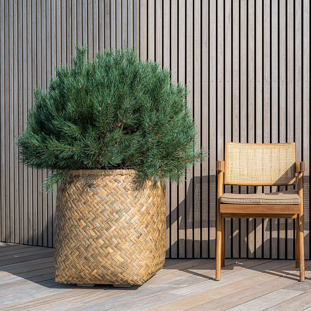 potterypots's tweet photo. Handmade and Unique!
What makes this collection so unique ? The inside is finished with cement, this makes the planter more sturdy than a regular basket. There are also feet underneath which allow excess water to drain easily from the basket, for outdoor use.
#potterypots https://t.co/yTs2Trw1ar