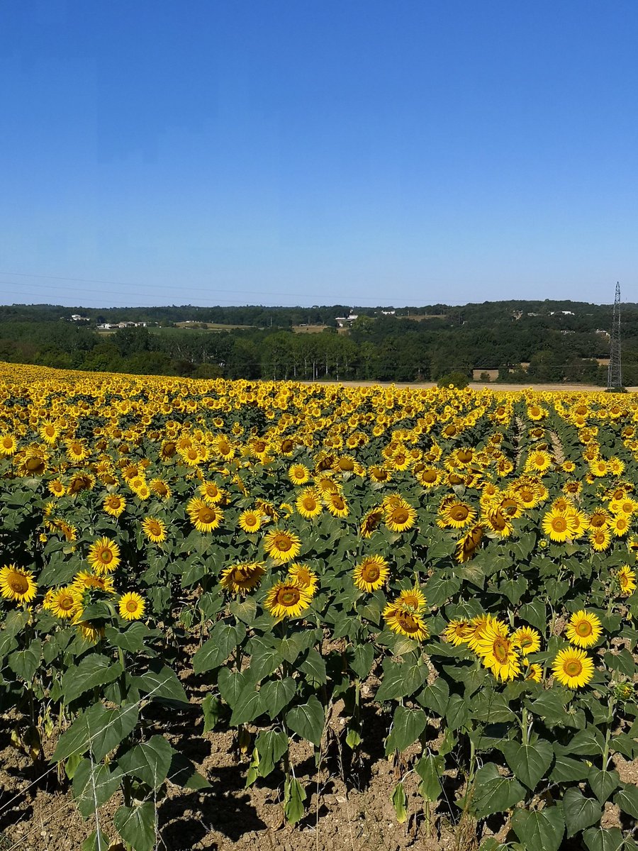 Howard3Mark's tweet image. Very lucky to be here for just over a week, loving the  peacefulness and tranquility, only being disturbed by the busy Bees, scampering Lizards and chirping Cicadas. Stars are brighter, weather warmer #Charente #LeGentil