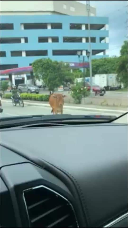 pureboyfanboiii's tweet photo. Who the heck is playing jumanji ph version right now? Please stop HAHAHAHHA
Pig - Cebu
Ostrich - Quezon
Goats - Roxas
Cow - Ilo-ilo https://t.co/QPd0JJs3UT