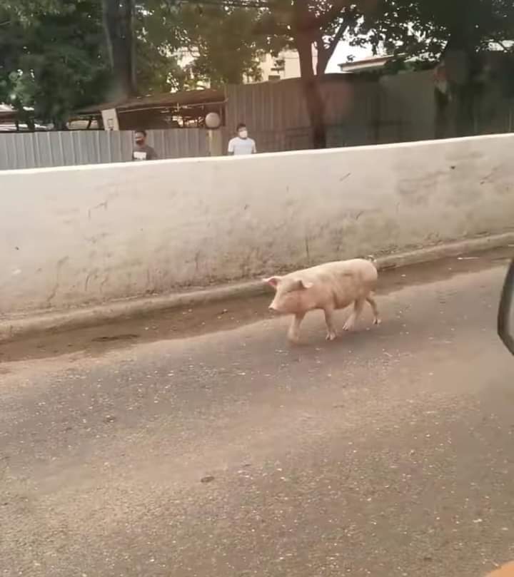 pureboyfanboiii's tweet photo. Who the heck is playing jumanji ph version right now? Please stop HAHAHAHHA
Pig - Cebu
Ostrich - Quezon
Goats - Roxas
Cow - Ilo-ilo https://t.co/QPd0JJs3UT