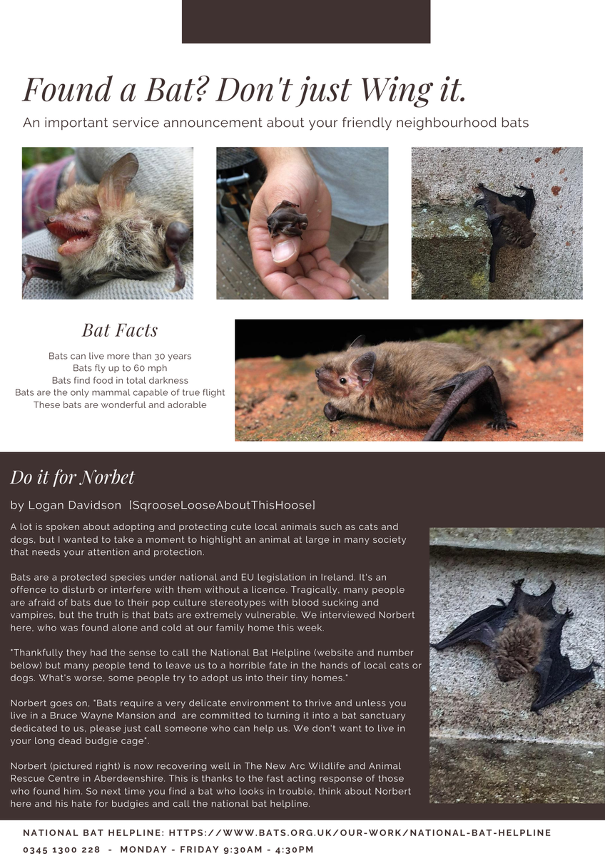 NightsJudgement's tweet photo. Take a moment to look after your local wildlife. Take inspiration from Norbert here do the right thing.  #Bats #Batconversation #Batconversationireland #TheNewArc #Norbert #vulnerableanimals #WildlifeAtRisk https://t.co/mljqOoCt9c