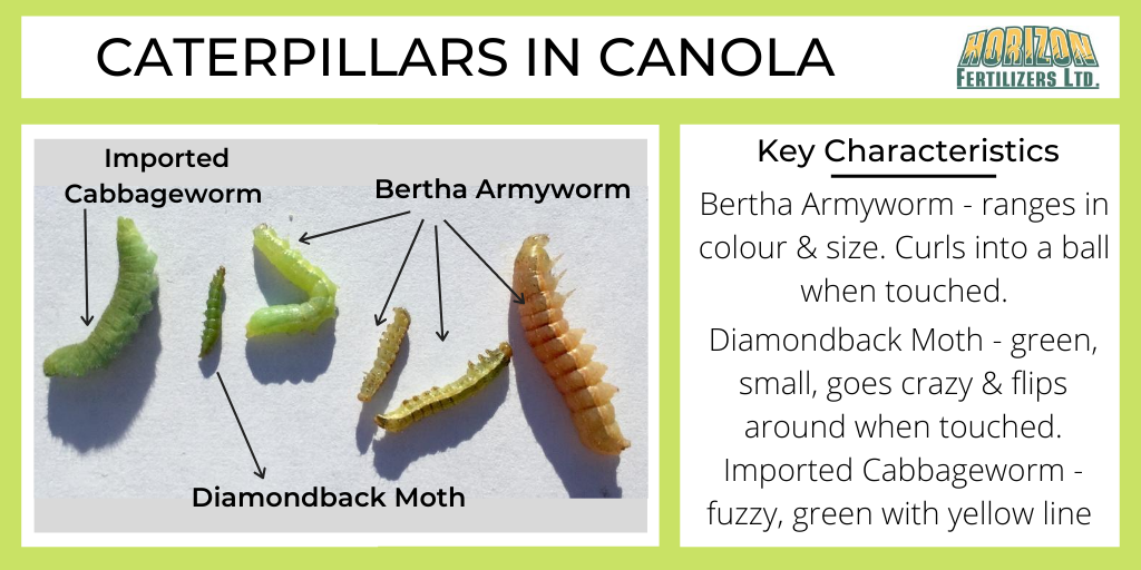 What's crawling in the canola? Here's a few of the common caterpillar species that may be present in the field & tips on how to ID them! #Scout20 #SaskAg #InsectID #PestID