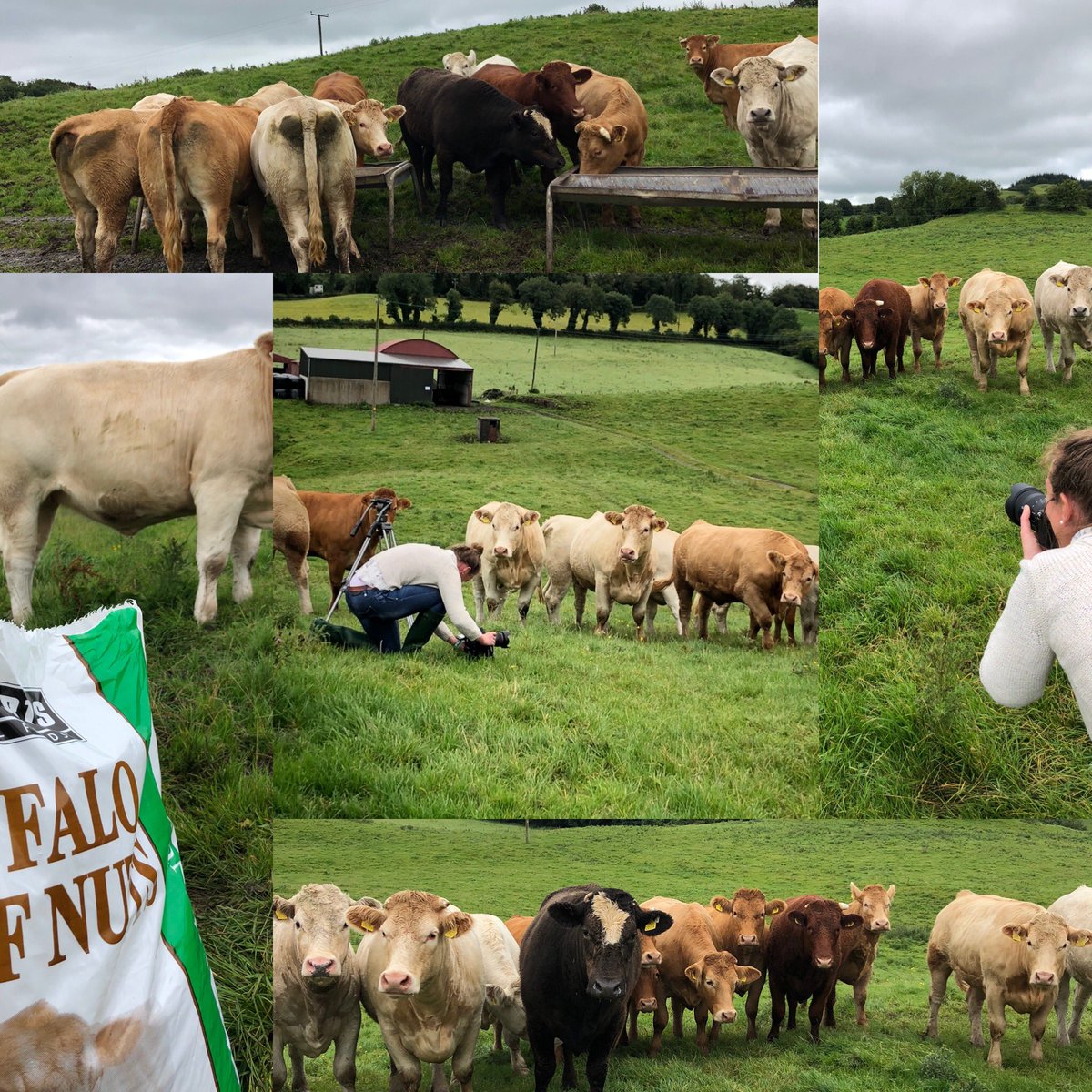KiernanMilling's tweet photo. Coming to your screen soon.... #finishingcattle #fatscore #carcassweight #acidbuf #improverumen #grassquality #energygoneoutofgrass https://t.co/ZEjrUucfcs