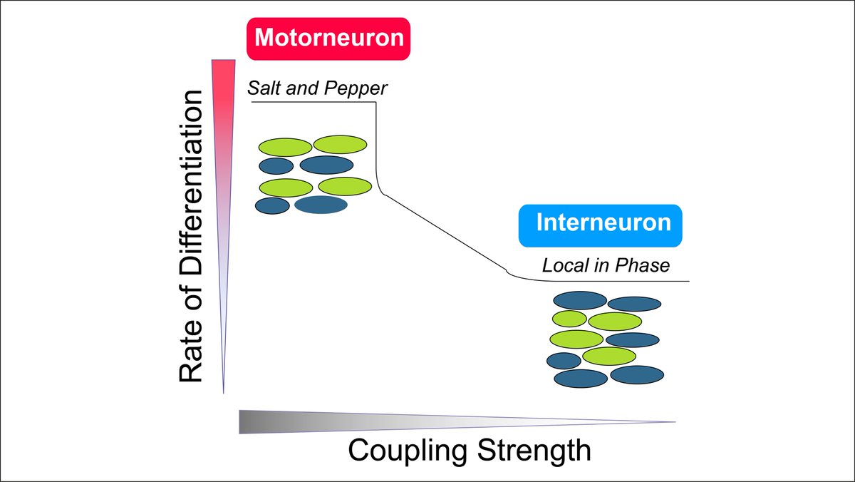 Papalopulu Lab (@papalopululab) on Twitter photo Cells in tissue are using ‘group chats’ to make decisions! 
Multiscale synthesis of fine-grained protein expression of HES5 reveals locally co-ordinated clusters and stripes that control rate of progenitor differentiation.
bioRxiv: biorxiv.org/content/10.110…
1/5 Cells in tissue are using ‘group chats’ to make decisions! 
Multiscale synthesis of fine-grained protein expression of HES5 reveals locally co-ordinated clusters and stripes that control rate of progenitor differentiation.
bioRxiv: biorxiv.org/content/10.110…
1/5