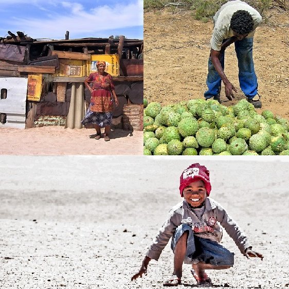 The new course for the Namib Race 2020 passes by the Kuiseb river basin and the region of the Topnaar people. Integral to their livelihood and diet is the ǃNara melon. ǃNara melon products are sold to tourists and other income and food comes from livestock farming.