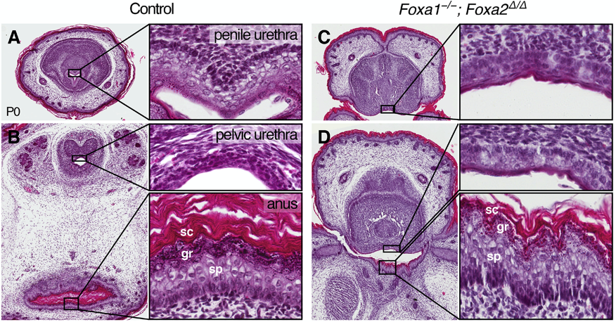 Dev_Bio_Journal's tweet photo. #DBfeatures #DBpreview #DevBio🐭
"Foxa1 and Foxa2 orchestrate development of the urethral tube & division of the embryonic cloaca through an autoregulatory loop with Shh" by Marissa Gredler, @CohnLab et al., in our Sept 1 2020 issue.
Check it out here ->
https://t.co/POWNELexbR https://t.co/0F8jkuW2Iq