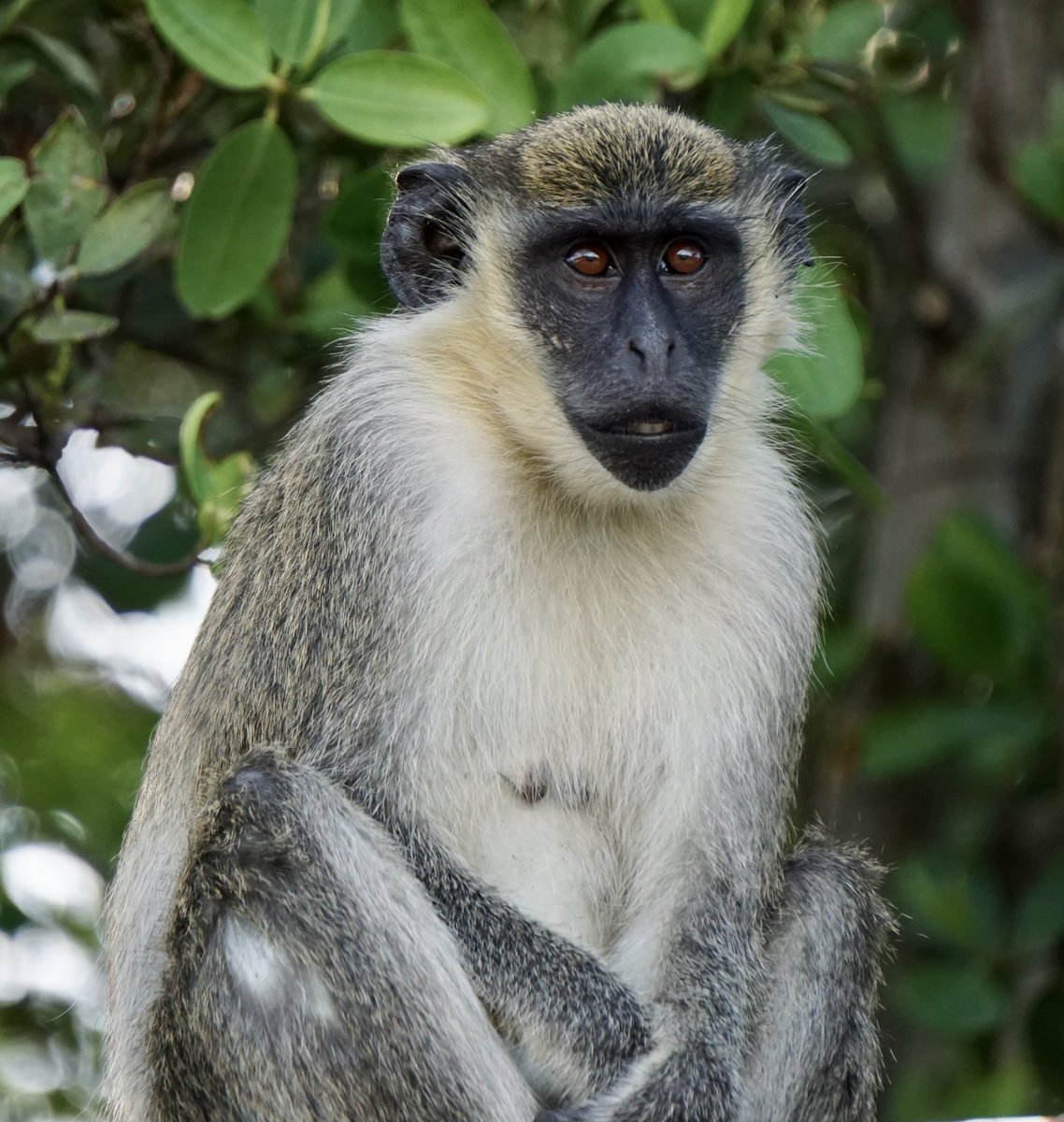 DBVervet's tweet photo. Take it easy on the bananas in monkey heaven. Honey will be missed as an alpha female in her social group. She was a sweet and sassy monkey. Never easy when you lose one. #nature #monkeys #conservation #monkeyfriend https://t.co/W8jtxrHcST
