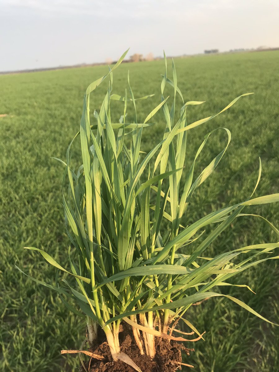 psaa_8's tweet photo. Muy lindo cultivo de Trigo #SYN211 en zona del Espinillo. Fecha de siembra 2 de Junio. Buen macollaje y excelente sanidad. Gracias por las fotos @IvanStirbulov11 https://t.co/D85snDubon