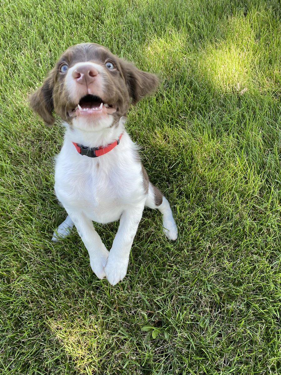 Hunter_fox1's tweet photo. Blessing your feed with these cuties 🥰🐶 https://t.co/gEpObs4vmN