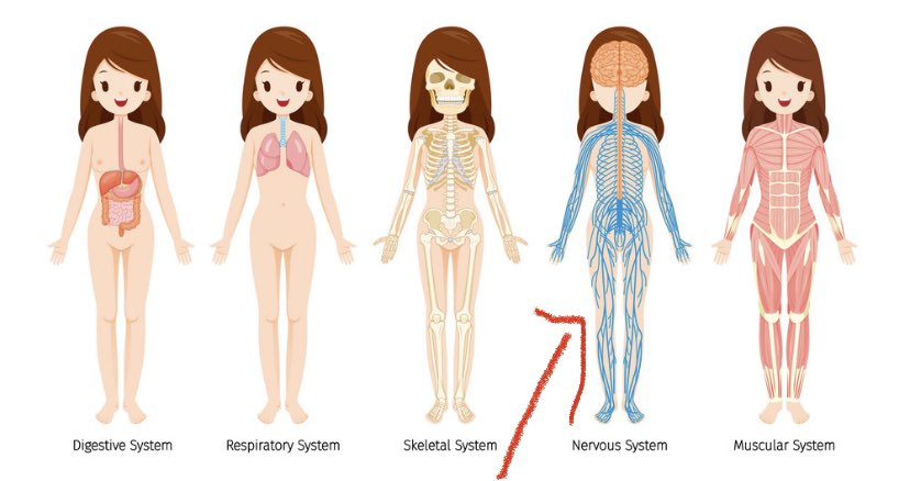 gautierw's tweet photo. Atlas of Cutaneous Branch Territories for the Diagnosis of Neuropathic Pain  https://t.co/zuxvoTs2Xk  PREVIEW Traduction de l atlas des territoires cutanés indispensable pour le diagnostic de lésions axonales #neuropathic @IASPpain #CRPS #anatomia @SFETD_Douleur @JoshuaSamuelRa2 https://t.co/5vLc7HSFo1
