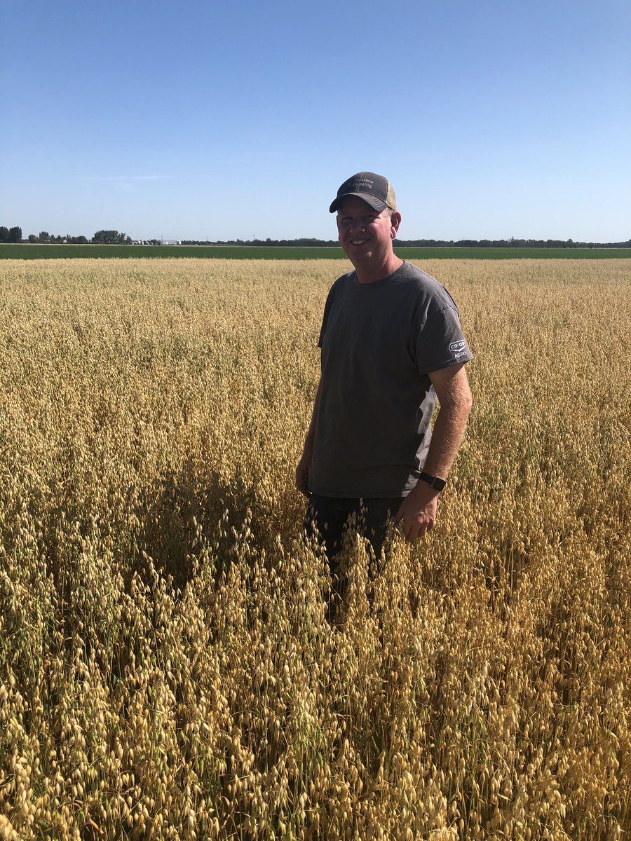 Oats are almost ready near winkler,Mb. Thanks for the tour Milt Olfert