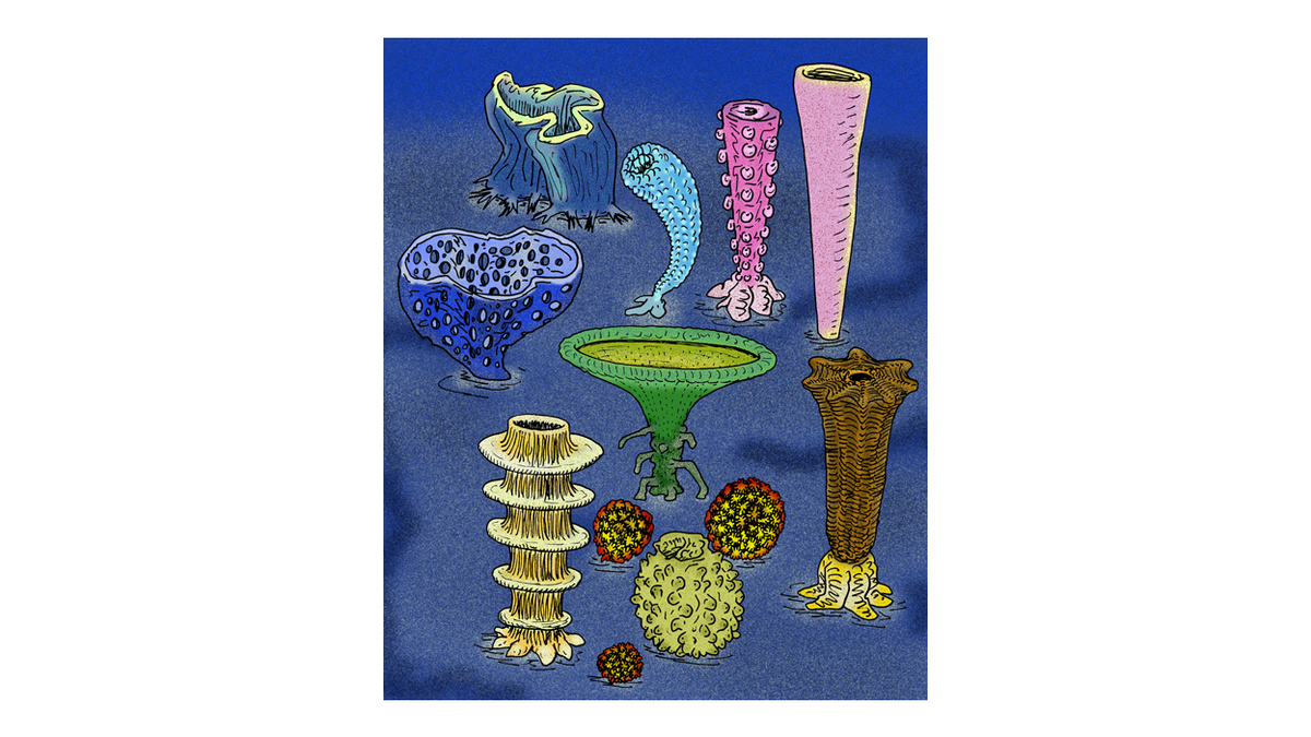 Archaeocyathids are generally regarded as the first reef-building organisms, and generally regarded as an extinct group of sponges. Naturally, both claims are argued over.They were definitely Cambrian, complex, beautiful, and reef-builders, though:  https://www.digitalatlasofancientlife.org/learn/porifera/archaeocyathida/