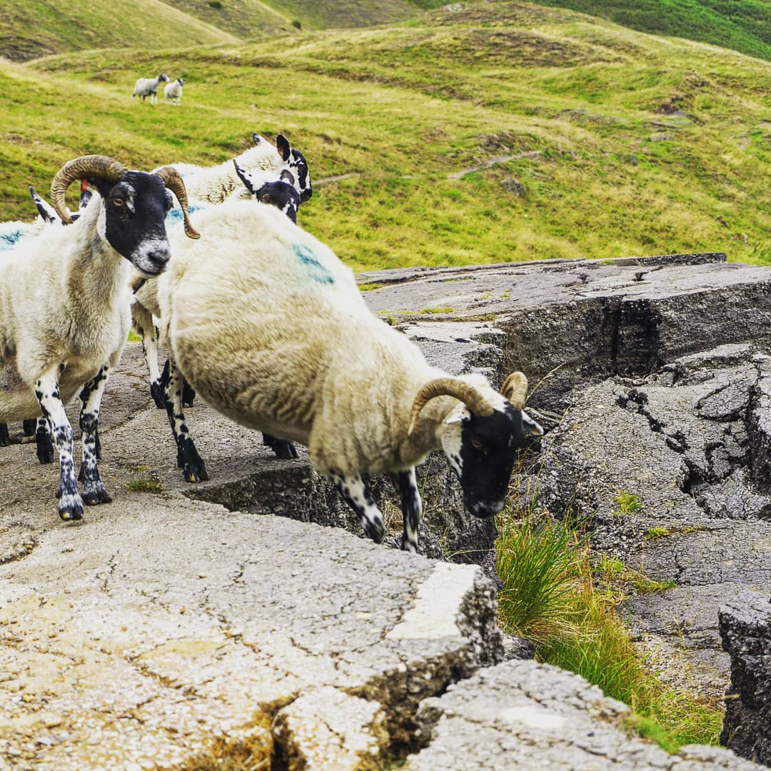 LiquidSun15's tweet photo. Feeling sheepish  #TwitterNatureCommunity https://t.co/bSusneHtGR