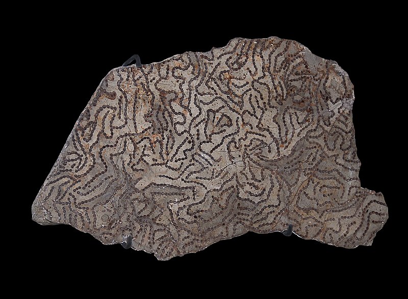  #WenlockWednesday seems a good day to promote our second competitor - tabulate corals - as there are many splendid Silurian forms.Wenlock Edge, in Shropshire, is a modern landform founded upon a Silurian reef system in which tabulate corals were key:  https://onlinelibrary.wiley.com/doi/abs/10.1111/j.1365-3091.1971.tb01774.x!