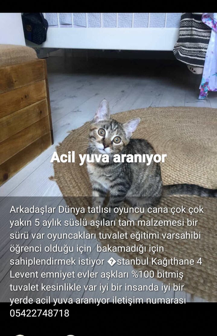 Açıklama görselde.. 
yuva aranıyor🙏🐾
Kağıthane/İstanbul 
Desteklerinizi bekliyoruz 🙏
<a href="/sahiplenn/">satınalmasahiplen</a>
<a href="/patiseverdoslar/">Pati Sever Dostlar</a> 
@Patiscope 
<a href="/evsiz_hayvanlar/">yuvaarayanhayvanlar</a> 
<a href="/MianoPati/">Miano Pati</a> 
<a href="/ssahiplendirme/">Sahiplendir.me</a> 
@CanlaraDestek