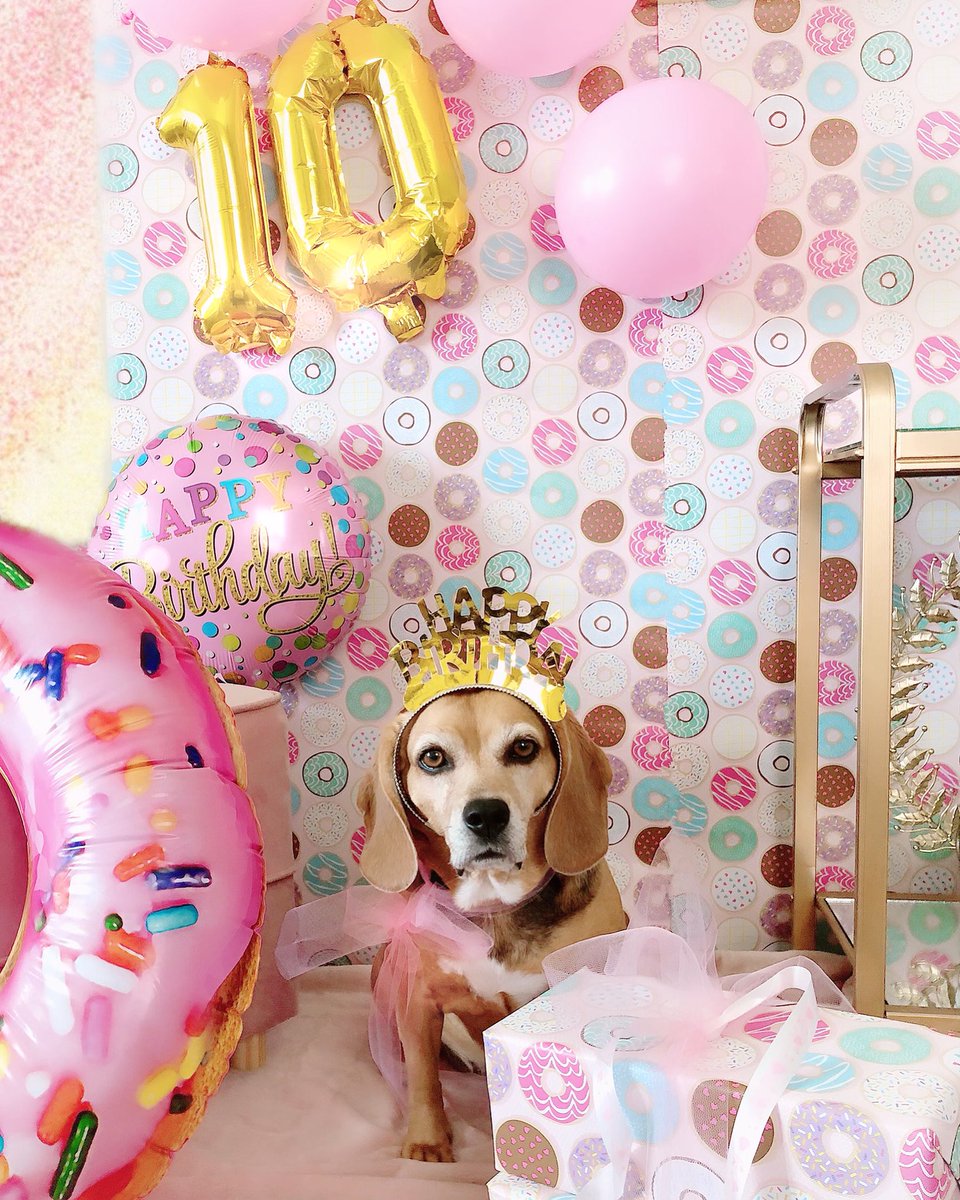 Happy 10th Birthday to my darling fur Baby Topaz! 💝🎉🐶🎉💝We LOVE you! 🥳🎂
@BeagleTopazthe 

#BirthdayPup #BeaglesOfTwitter #BirthdayDog #BeagleLife #BeagleFacts #BHGPets
