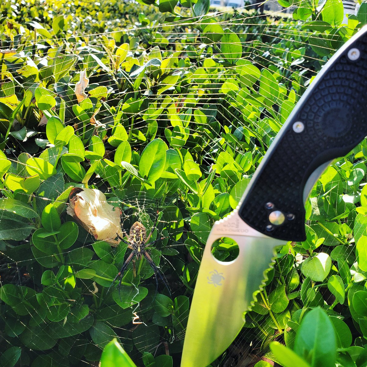 CkgKnifeWorks's tweet photo. Spyder knife for a spider life. Spyderco Tenacious in stock now. https://t.co/FVVUD6GWsV

#knife #knifelife #knives #knivesout #ckgknifeworks
What are you carrying today? https://t.co/Z3Yp2rH2ES