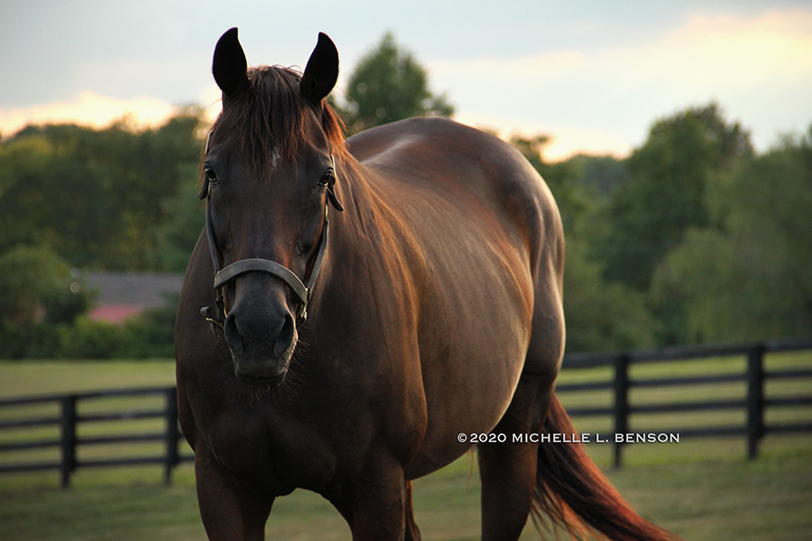 WoodMereFarm's tweet photo. #MareMonday: Magic Show (by Notebook) is the dam of You Know I Know, a multiple graded stakes placed earner of over $500k.

Her yearling by Revolutionary sells as #Hip28 Aug. 30 at the MTA Yearling Sale @CanterburyPark. https://t.co/8BRnwhLXlM https://t.co/KH4NhPi2dU