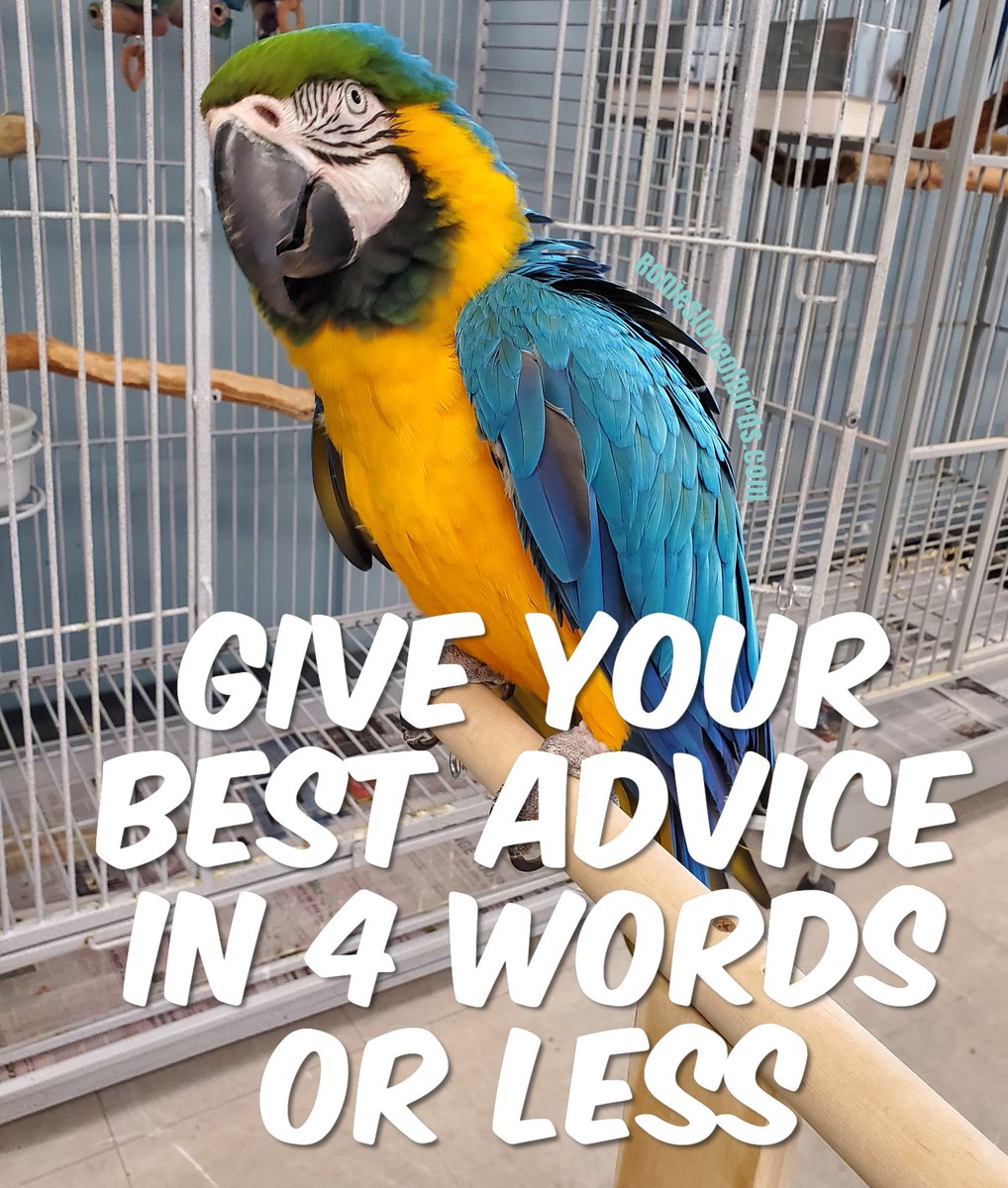 We have a lot of first time parrot paronts asking us for help and advice. We want to hear from you. What advice would you give to a first time birder, in 4 words or less? 
#RoniesLoveofBirds #RoniesAdoptions #blueandgoldmacaw