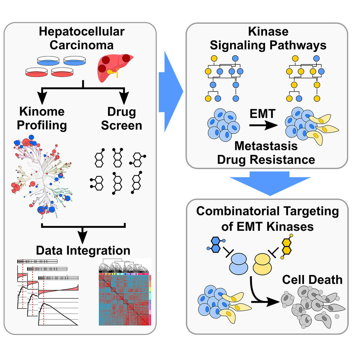 Our paper studying drug responses in liver cancer with pharmacoproteomics is now out in Cell Systems: cell.com/cell-systems/f…. Great work led by Martin Golkowski with awesome collaboration from Maly and Yeung labs <a href="/UW/">University of Washington</a> and Taran Gujral <a href="/fredhutch/">Fred Hutch Cancer Center</a>.