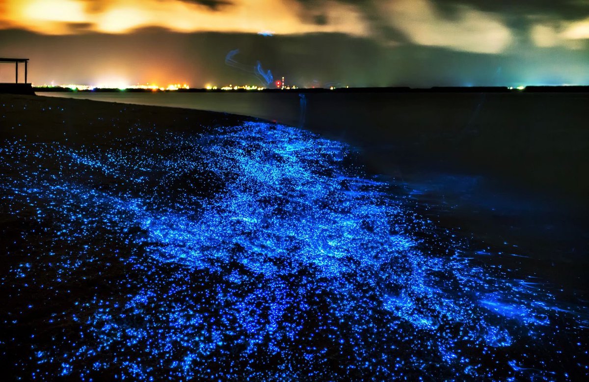 Sea of Stars - Maldives’ Vaadhoo Island 