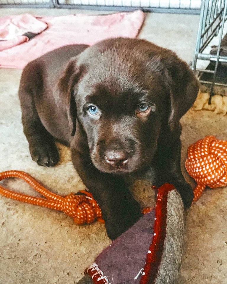 LabradorRetri19's tweet photo. Tell your dog I said hi 😘 🐾🤎🐾#YoSemites #tuesdaymood #dogsoftwitter #dogs #happiness #family #Twitter https://t.co/6ACP6xQTb3