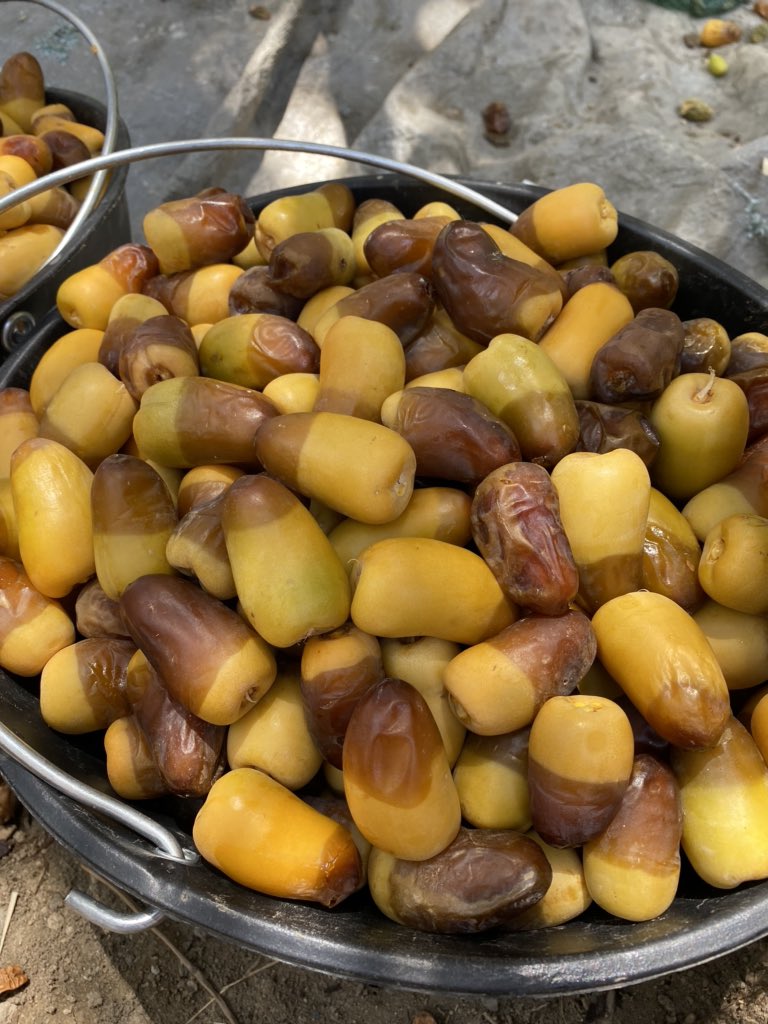 tmem2002's tweet photo. برنية #العيص روعة المنظر ولذّة الطعم😋 #التعليم https://t.co/bko9XnLp1f
