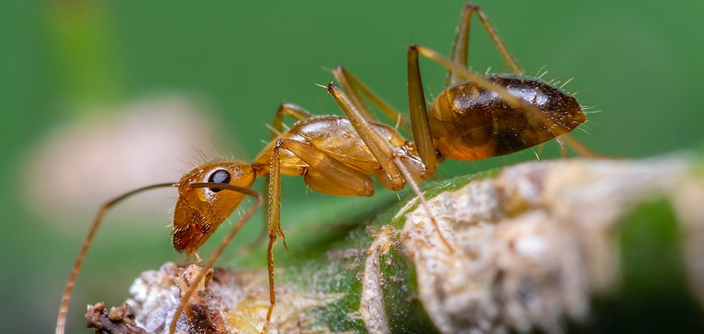 WittPM's tweet photo. Do you know the signs of a crazy ant infestation? Find out how you can protect your home from this unwanted pest in today's article. https://t.co/fMRXzllha5 #crazyants #antcontrol https://t.co/xpevspElWd