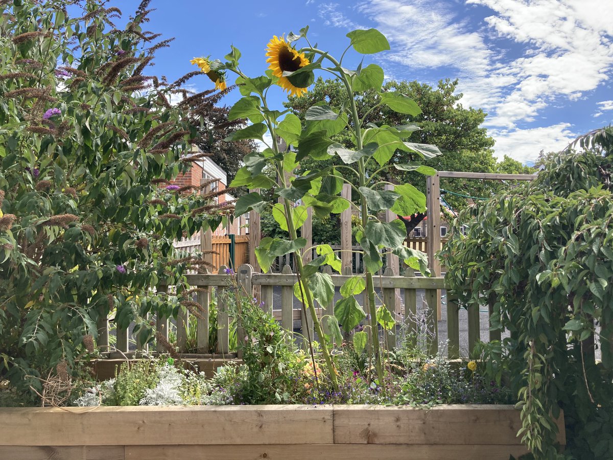 DownsendSchool's tweet photo. It's Downsend's Wellbeing Wednesday, look how beautiful is our wellbeing garden is. We've had such good weather recently and our crop in the garden has shot up, specially our sunflowers! 

#downsend #wellbeingwednesday #gardeing #cognitaway https://t.co/jwSfTsJz6S