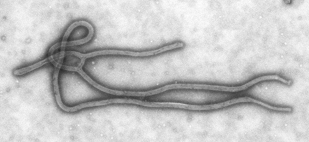 Zoonoses are diseases caused by pathogens that are naturally carried by animals, and that regularly or occasionally transmit (‘spillover’) to people – think plague, SARS-CoVs, Ebola, leishmaniasis, Lyme disease… 3/