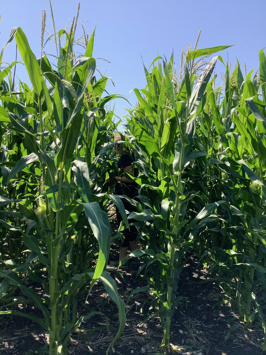 PESAIresearch's tweet photo. Spot the summer student! Evaluating 30 varieties of #Silage #Corn in Arborg. Most varieties are at the silking stage this week, stay tuned for results in the fall! #WestCdnAg #AgResearch @MBGovAg https://t.co/JTPUvlnIyA