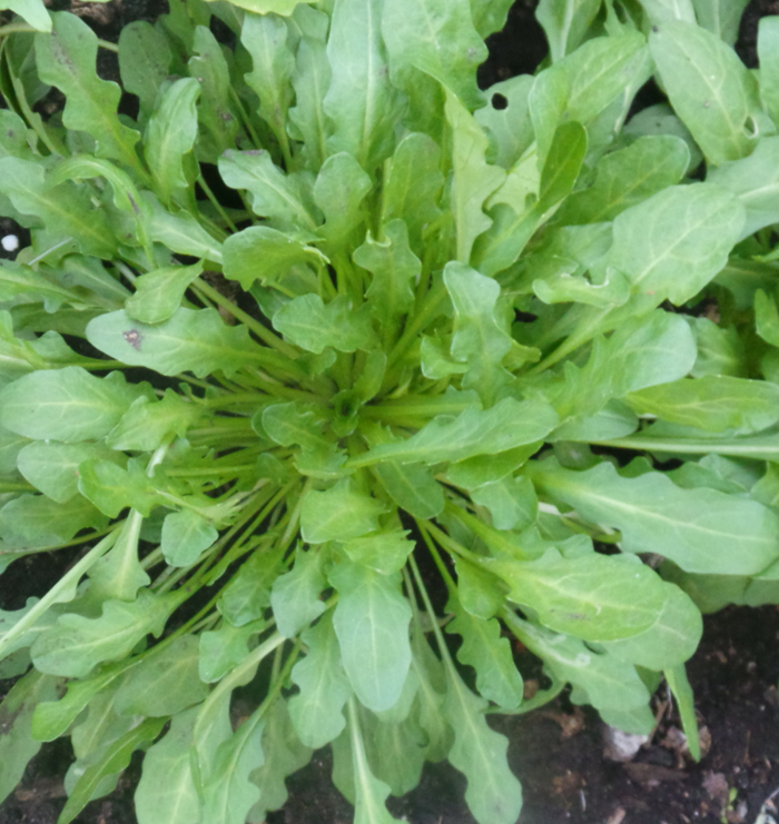 Please tell the name/ ID of this plant? #plantid #whatplantisthis #botany #plantidentify #gardening #plant #idplant #taxonomy #mysteryplants #identification #plantpeople <a href="/plantsnap/">PlantSnap</a> <a href="/ThePlantMan4/">ThePlantMan</a> @KewScience
@KewAmericas #Botany2020