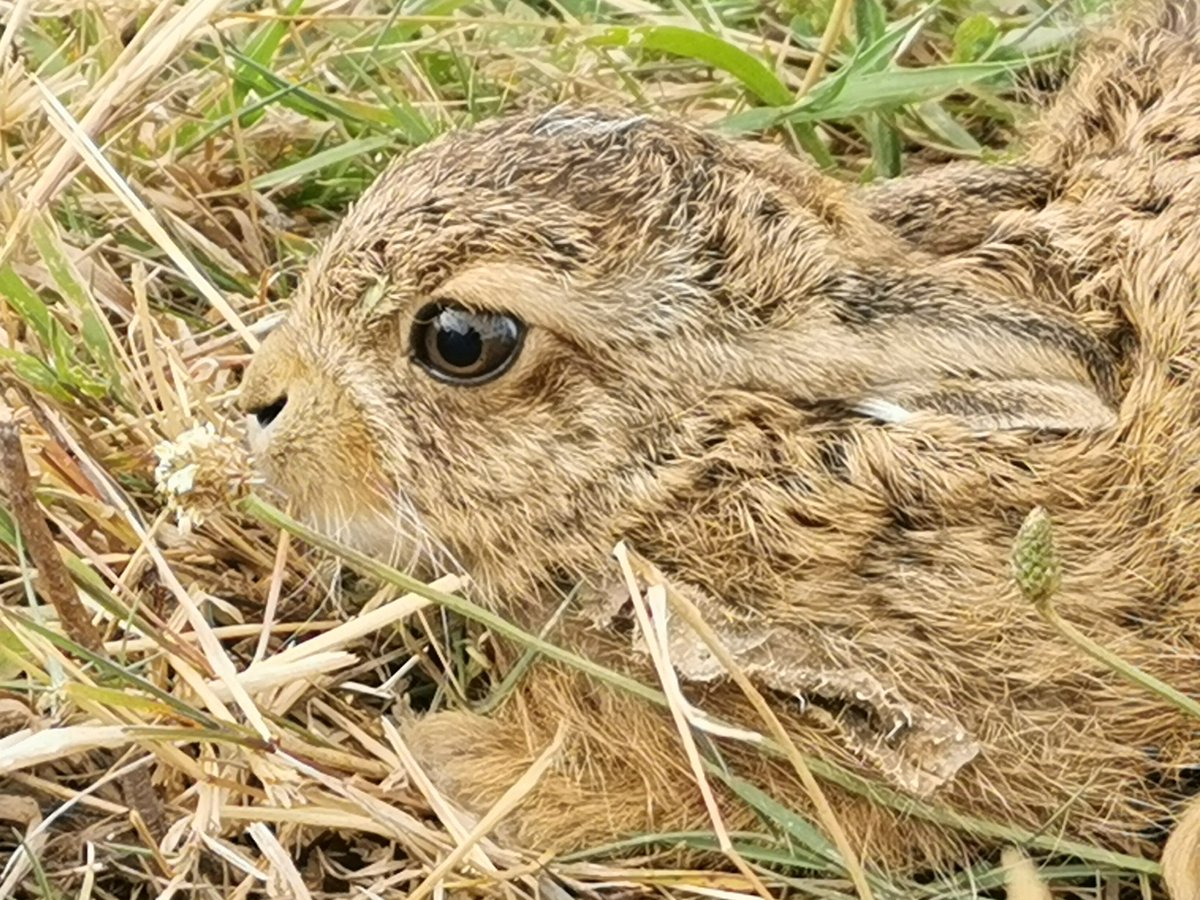 Beautiful baby Hare. I love seeing the wildlife all around me at Hamford.