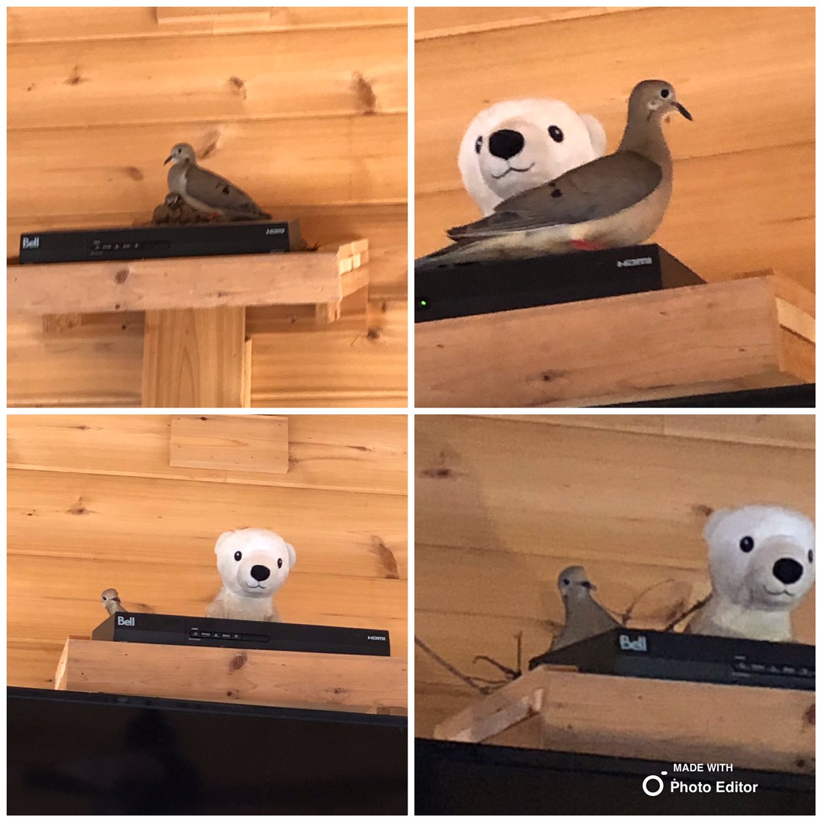 barrymclellan's tweet photo. Finally baby bird is gone and we can remove the nest! #Adaptive #DamnBirds https://t.co/dSAGMDg9xa