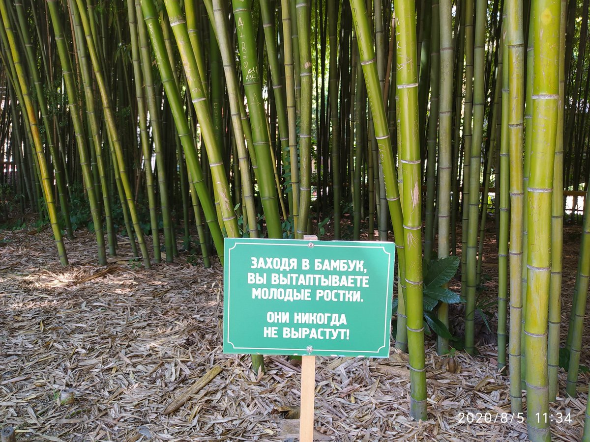 В сочинском дендрарии не хватает хозяина - даже таблички перед деревьями поставить хотя бы, а существующие подновить. Самая новая табличка там такая:
