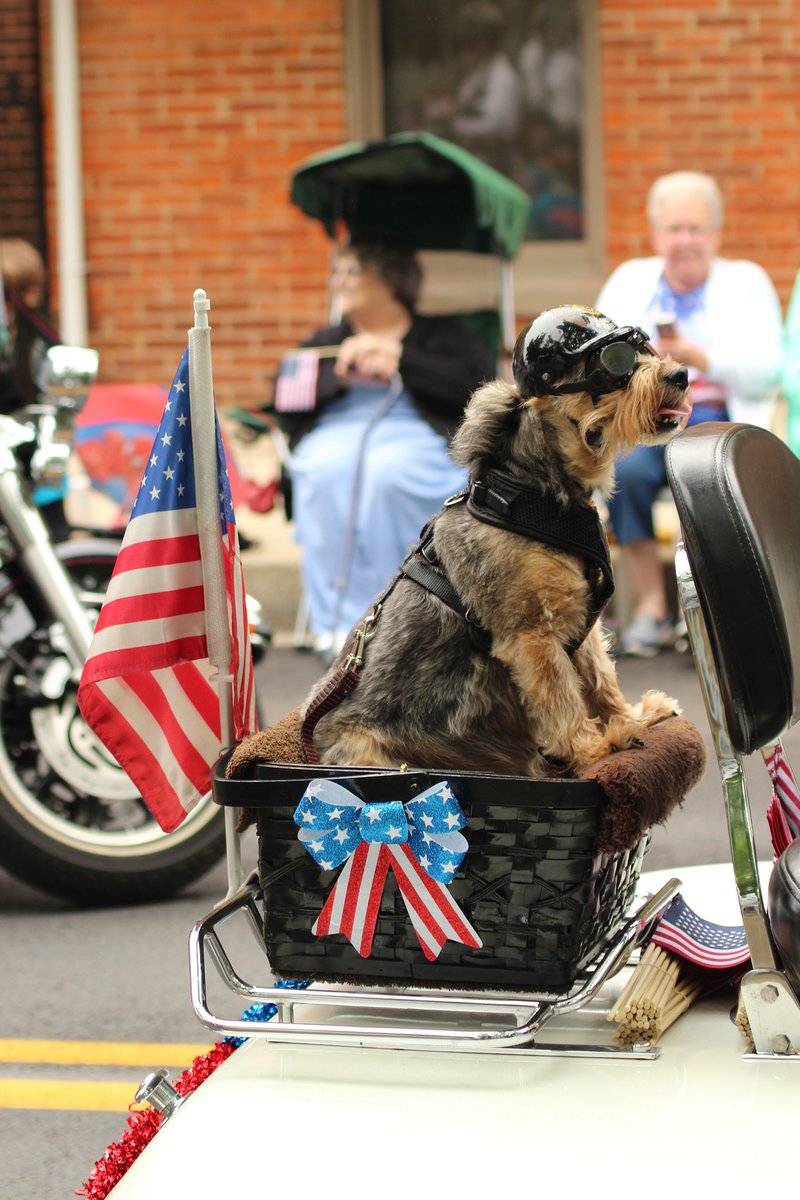 esafamilyorg's tweet photo. 🟩Dogs Fun Fact 8❗

➡ The U.S. has the highest dog population in the world. Approximately 89.7 million dogs.

To read blogs on Emotional Support Animal click the link below.

🌐 https://t.co/gMYYBYe5NC

#dogs #funfacts #lovedogs #usa https://t.co/BerYq0w0LS