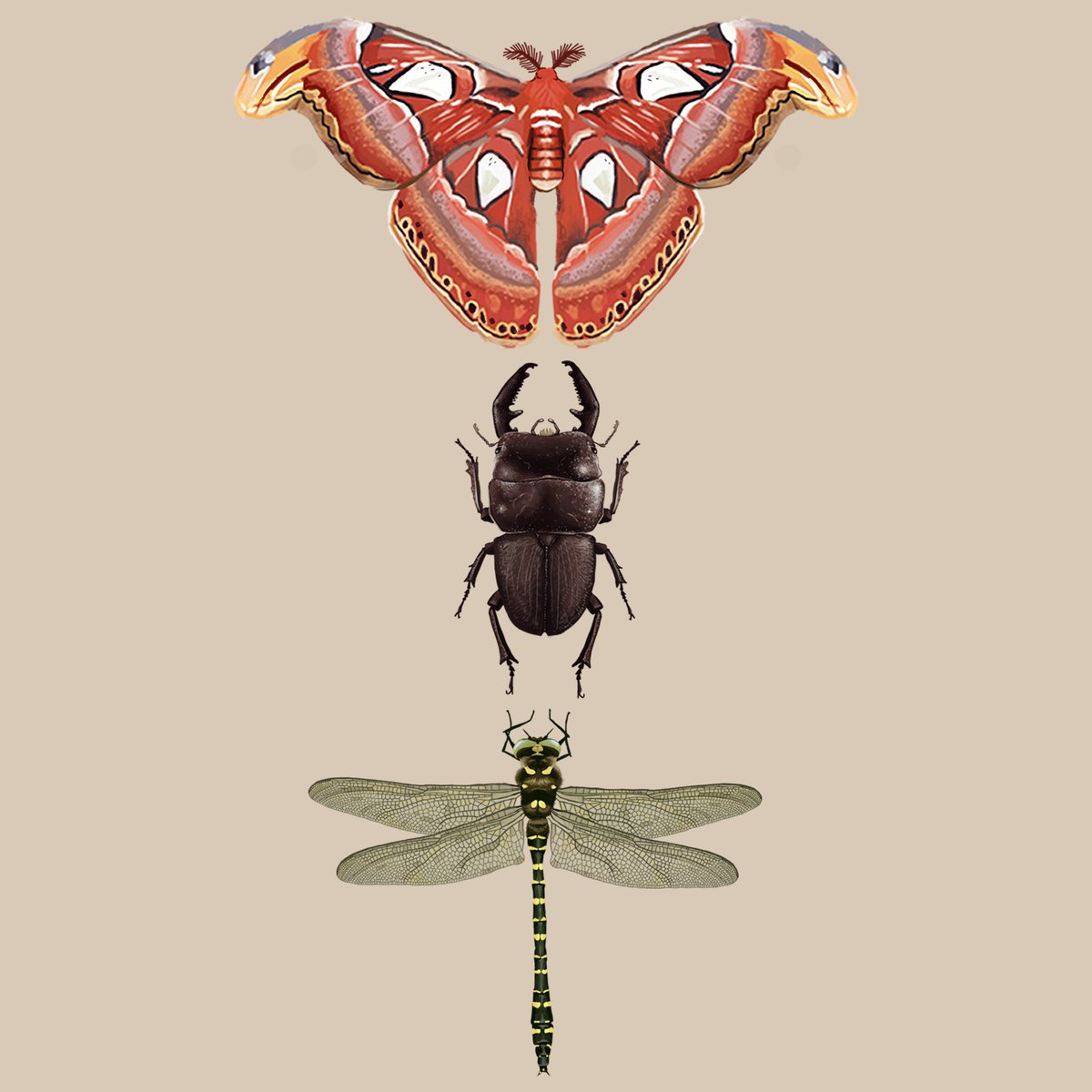 parkerparrella's tweet photo. some bugs I drew and also can be seen in Animal Crossing, I really enjoy catching these in game! I hope by drawing them that I’ll be less scared of bugs in real life but idk lol
#atlasmoth #stagbeetle #bandeddragonfly https://t.co/5JsTAIWhAD