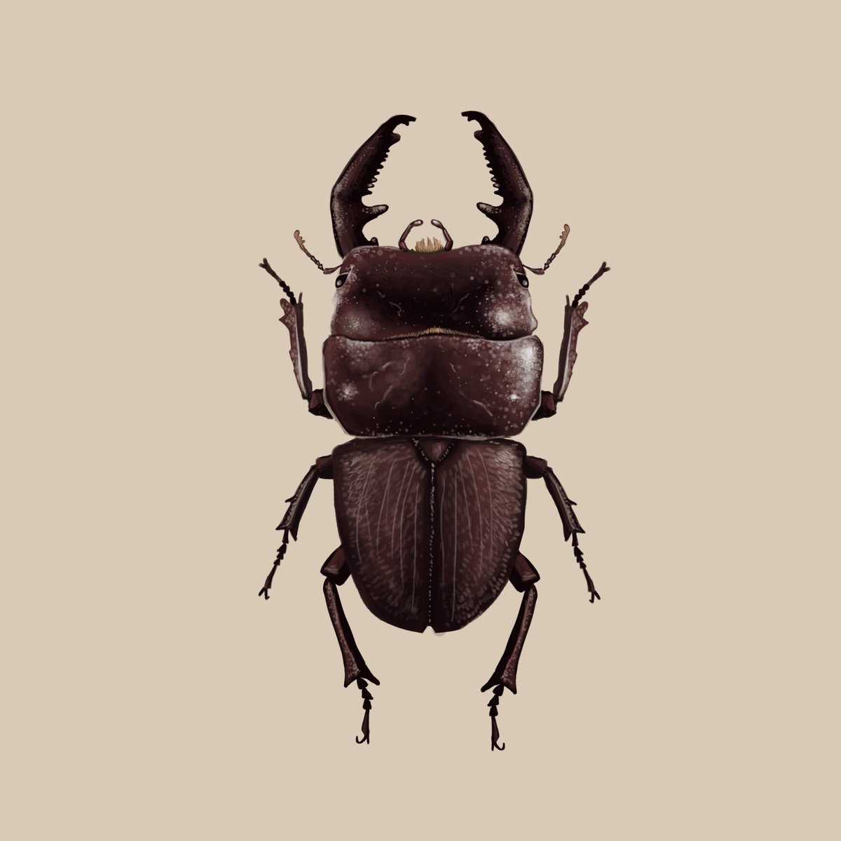 parkerparrella's tweet photo. some bugs I drew and also can be seen in Animal Crossing, I really enjoy catching these in game! I hope by drawing them that I’ll be less scared of bugs in real life but idk lol
#atlasmoth #stagbeetle #bandeddragonfly https://t.co/5JsTAIWhAD