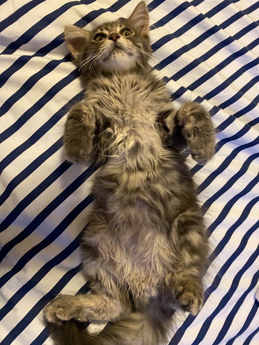 Belly rub request 1.