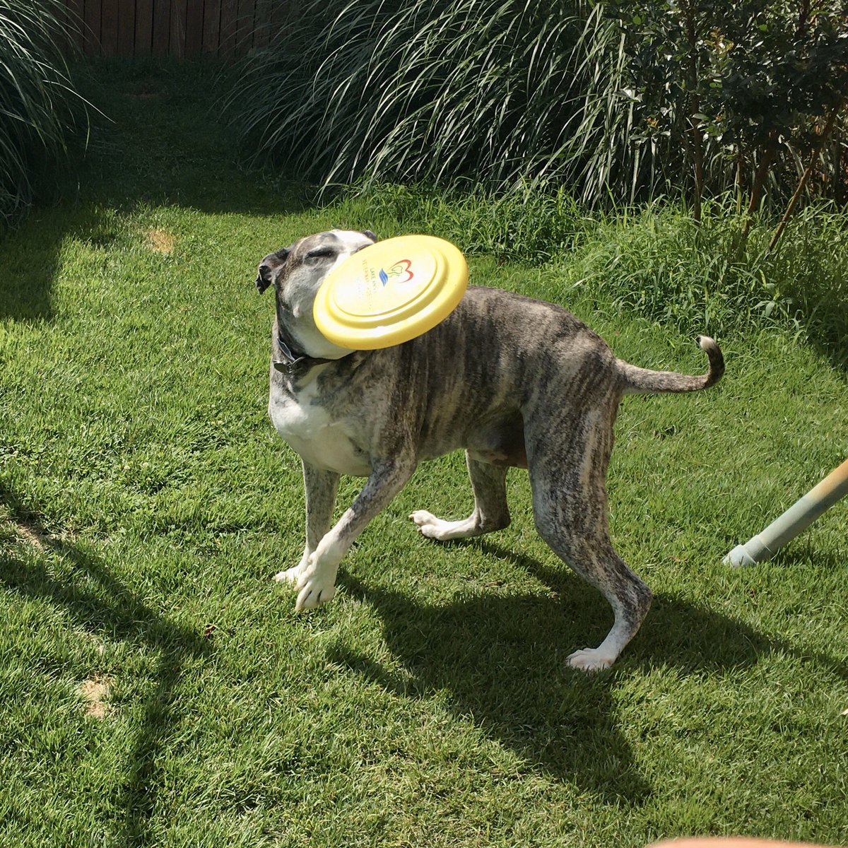 PoindexterPark's tweet photo. Ruger gave frisbee playing a good try, but I don’t see any Disc Dog Competitions in his future...🤣🤣🤣

#americanbulldog #frisbeedog #discdog #frisbee #dogfrisbee #americanbulldogsoftwitter #bulldog #dogsoftwitter #bullybreed #seniordog #brindlebulldog #brindledog #brindlebully https://t.co/cPBnAz6wAs