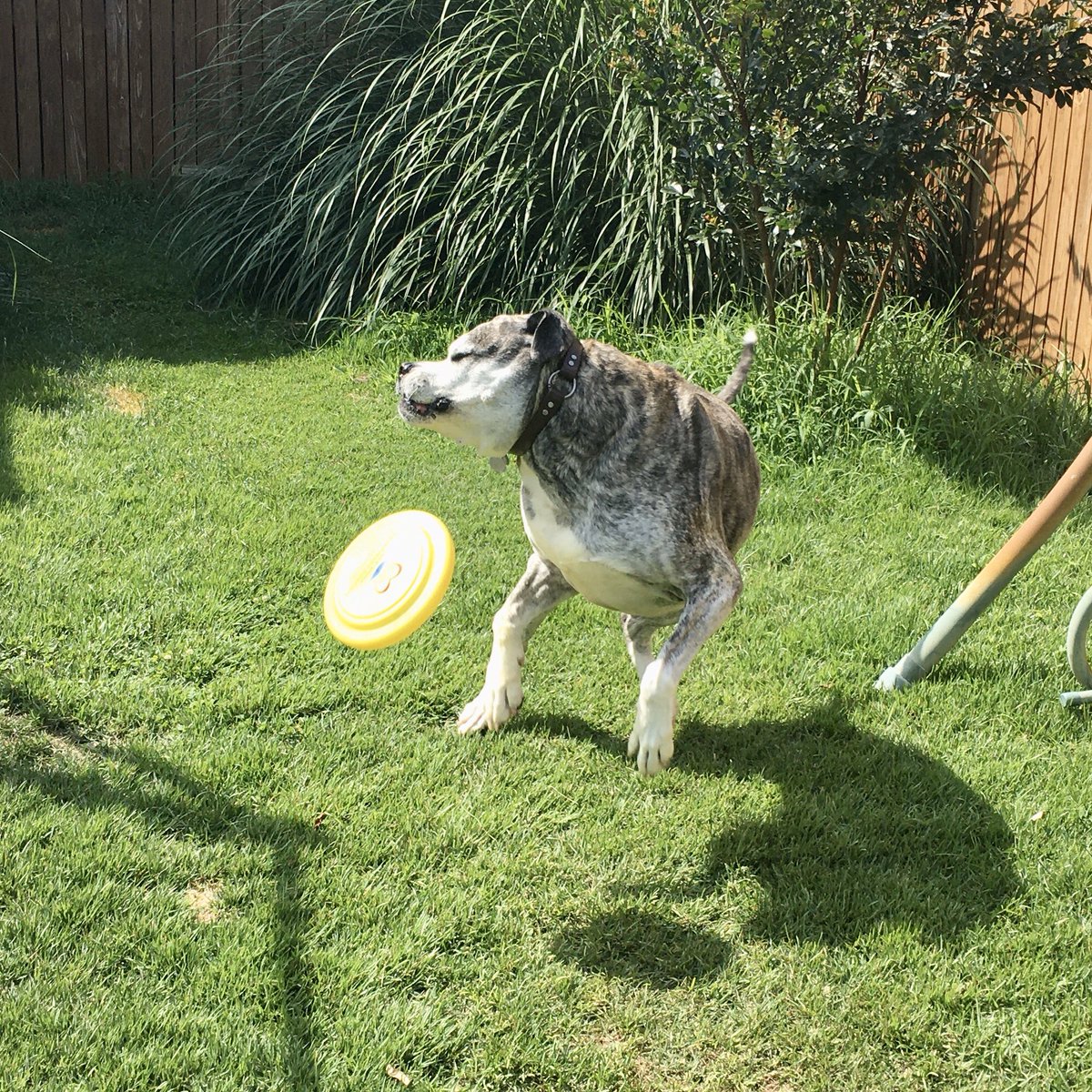 PoindexterPark's tweet photo. Ruger gave frisbee playing a good try, but I don’t see any Disc Dog Competitions in his future...🤣🤣🤣

#americanbulldog #frisbeedog #discdog #frisbee #dogfrisbee #americanbulldogsoftwitter #bulldog #dogsoftwitter #bullybreed #seniordog #brindlebulldog #brindledog #brindlebully https://t.co/cPBnAz6wAs