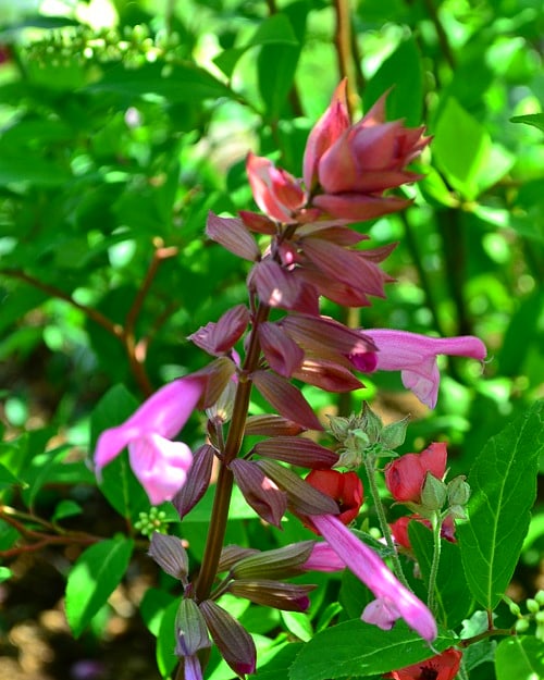 サルビアのtwitterイラスト検索結果 古い順