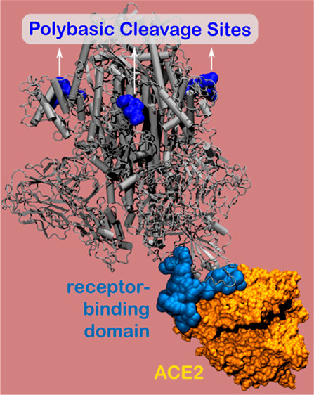 Binding of SARS-CoV-2 Spike Protein to Receptor bit.ly/3icd0is <a href="/acsnano/">ACS Nano</a> from Monica Olvera de la Cruz <a href="/monicagroup/">Monica Olvera de la Cruz</a> <a href="/NorthwesternU/">Northwestern</a> /PSW <a href="/PSWnano/">Paul Weiss</a> #COVID #SpikeProtein #nano
